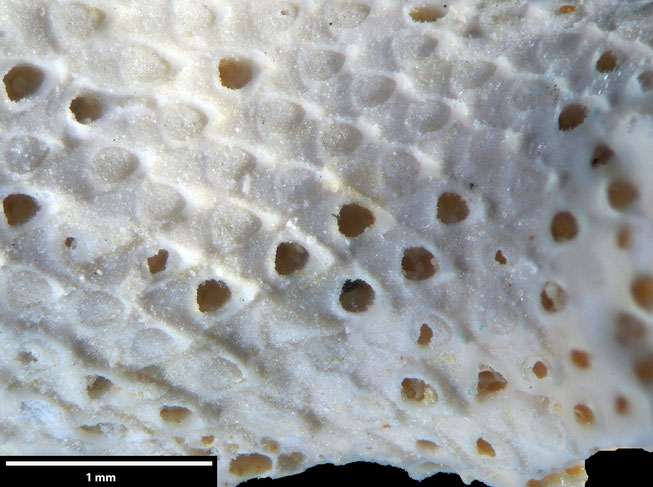 Senckenberg, Bryozoa, Bryozoen, Moostierchen, Sammlung Voigt