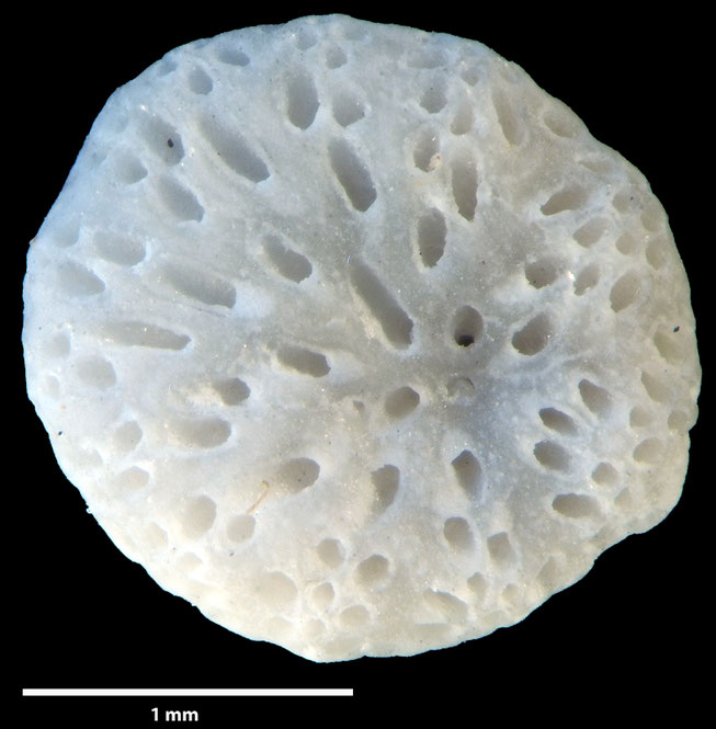 Senckenberg, Bryozoa, Bryozoen, Moostierchen, Sammlung Voigt