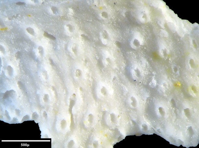 Senckenberg, Bryozoa, Bryozoen, Moostierchen, Sammlung Voigt