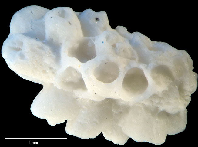 Senckenberg, Bryozoa, Bryozoen, Moostierchen, Sammlung Voigt