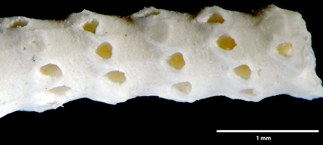 Senckenberg, Bryozoa, Bryozoen, Moostierchen, Sammlung Voigt