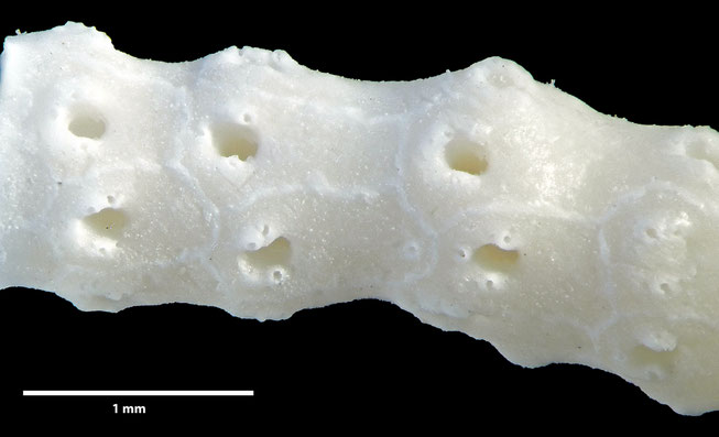 Senckenberg, Bryozoa, Bryozoen, Moostierchen, Sammlung Voigt