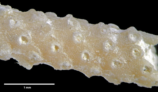 Senckenberg, Bryozoa, Bryozoen, Moostierchen, Sammlung Voigt