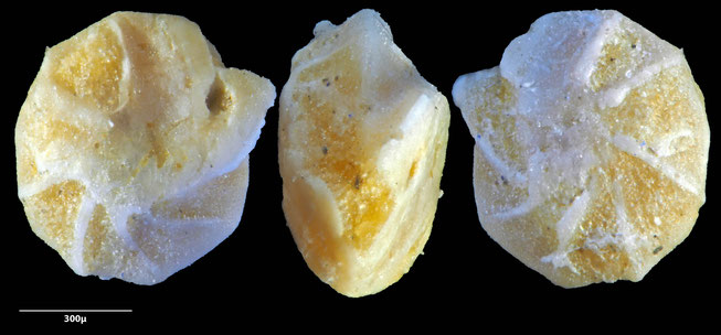 Foraminifere, Foraminifera, Bryozoa, Senckenberg, fossil, Monteccio Maggiore, Priabonium, Eozän