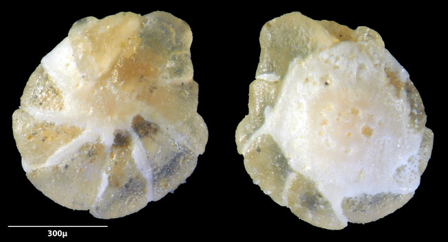 Foraminifere, Foraminifera, Bryozoa, Senckenberg, fossil, Monteccio Maggiore, Priabonium, Eozän