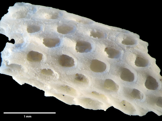 Senckenberg, Bryozoa, Bryozoen, Moostierchen, Sammlung Voigt