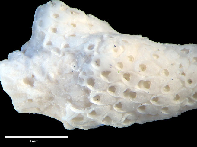 Senckenberg, Bryozoa, Bryozoen, Moostierchen, Sammlung Voigt