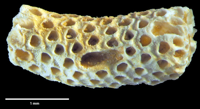 Senckenberg, Bryozoa, Bryozoen, Moostierchen, Sammlung Voigt