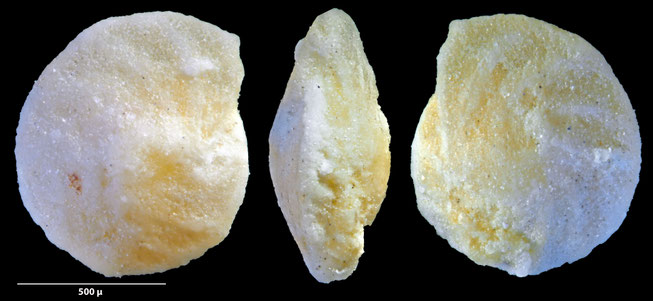 Foraminifere, Foraminifera, Bryozoa, Senckenberg, fossil, Monteccio Maggiore, Priabonium, Eozän