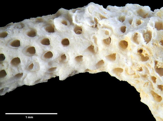 Senckenberg, Bryozoa, Bryozoen, Moostierchen, Sammlung Voigt