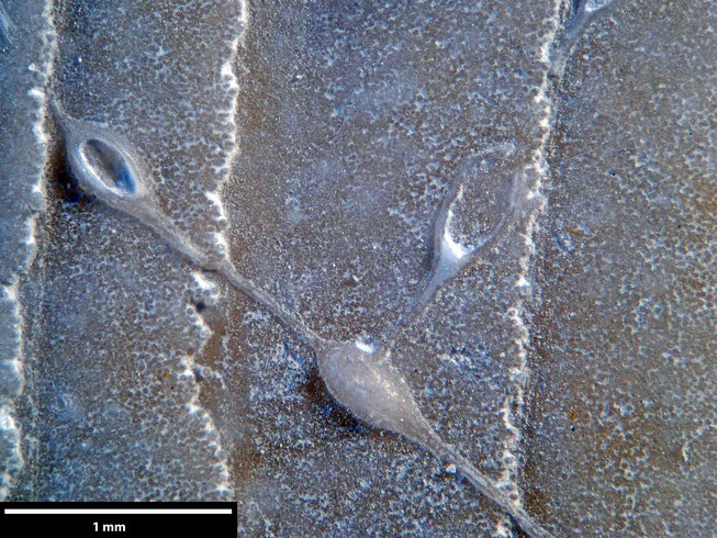Senckenberg, Bryozoa, Bryozoen, Moostierchen, Sammlung Voigt