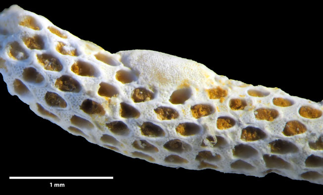 Senckenberg, Bryozoa, Bryozoen, Moostierchen, Sammlung Voigt