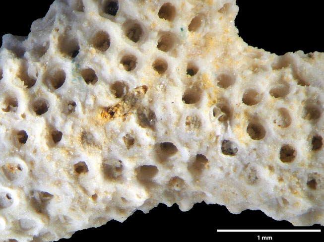 Senckenberg, Bryozoa, Bryozoen, Moostierchen, Sammlung Voigt