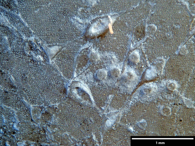 Senckenberg, Bryozoa, Bryozoen, Moostierchen, Sammlung Voigt