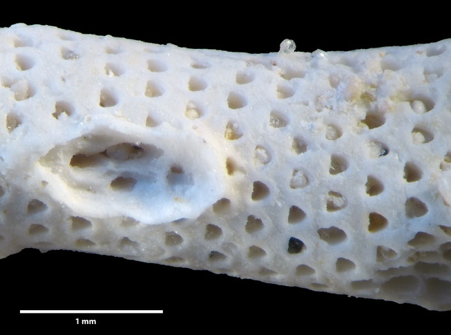 Senckenberg, Bryozoa, Bryozoen, Moostierchen, Sammlung Voigt