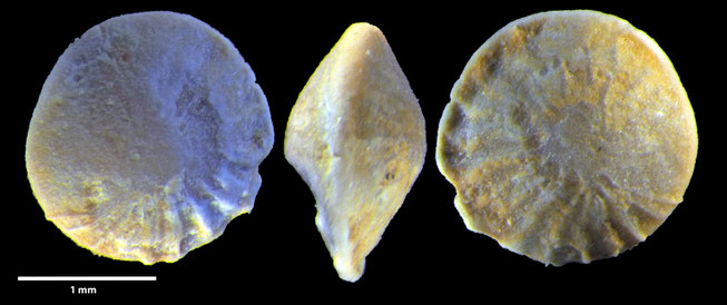 Foraminifere, Foraminifera, Bryozoa, Senckenberg, fossil, Monteccio Maggiore, Priabonium, Eozän