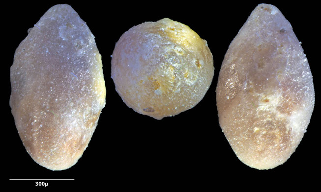 Foraminifere, Foraminifera, Bryozoa, Senckenberg, fossil, Monteccio Maggiore, Priabonium, Eozän