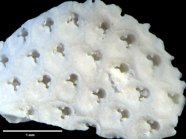 Senckenberg, Bryozoa, Bryozoen, Moostierchen, Sammlung Voigt