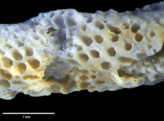 Senckenberg, Bryozoa, Bryozoen, Moostierchen, Sammlung Voigt