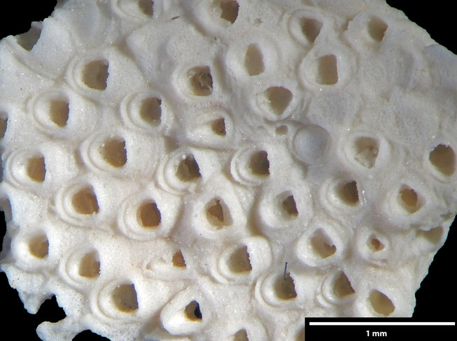 Senckenberg, Bryozoa, Bryozoen, Moostierchen, Sammlung Voigt