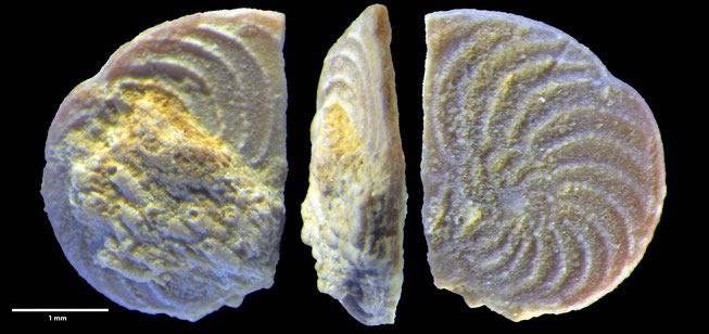 Foraminifere, Foraminifera, Bryozoa, Senckenberg, fossil, Monteccio Maggiore, Priabonium, Eozän