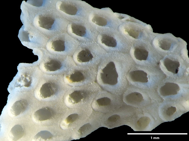 Senckenberg, Bryozoa, Bryozoen, Moostierchen, Sammlung Voigt