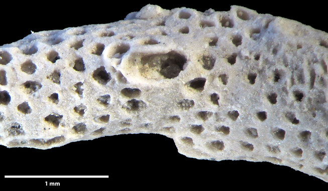 Senckenberg, Bryozoa, Bryozoen, Moostierchen, Sammlung Voigt