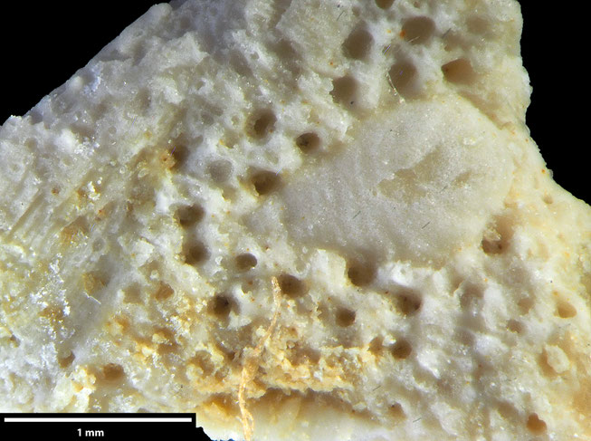 Senckenberg, Bryozoa, Bryozoen, Moostierchen, Sammlung Voigt