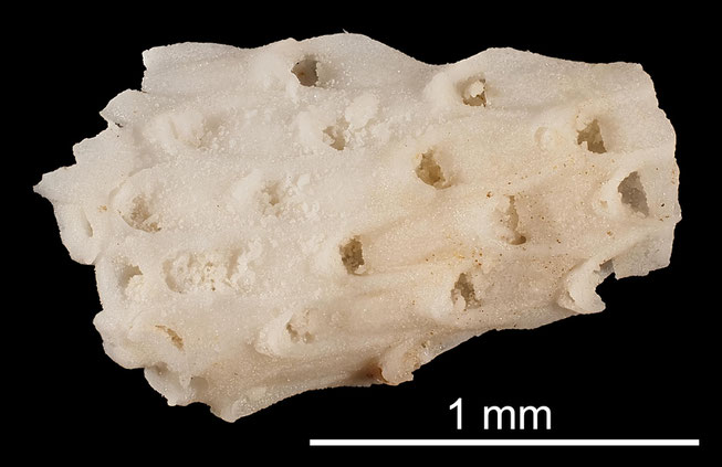 Senckenberg, Bryozoa, Bryozoen, Moostierchen, Sammlung Voigt