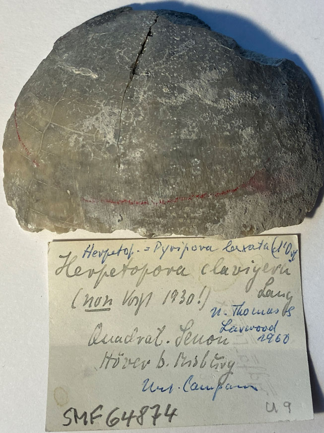 Senckenberg, Bryozoa, Bryozoen, Moostierchen, Sammlung Voigt
