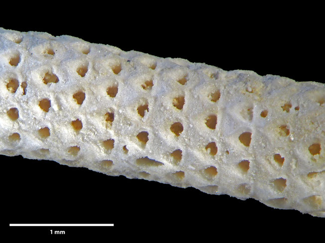 Senckenberg, Bryozoa, Bryozoen, Moostierchen, Sammlung Voigt