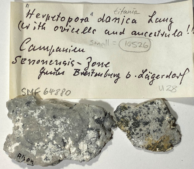 Senckenberg, Bryozoa, Bryozoen, Moostierchen, Sammlung Voigt