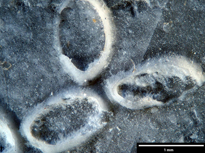 Senckenberg, Bryozoa, Bryozoen, Moostierchen, Sammlung Voigt