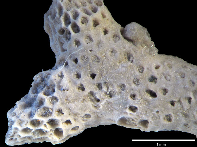 Senckenberg, Bryozoa, Bryozoen, Moostierchen, Sammlung Voigt