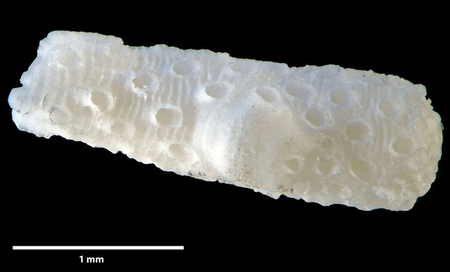 Senckenberg, Bryozoa, Bryozoen, Moostierchen, Sammlung Voigt