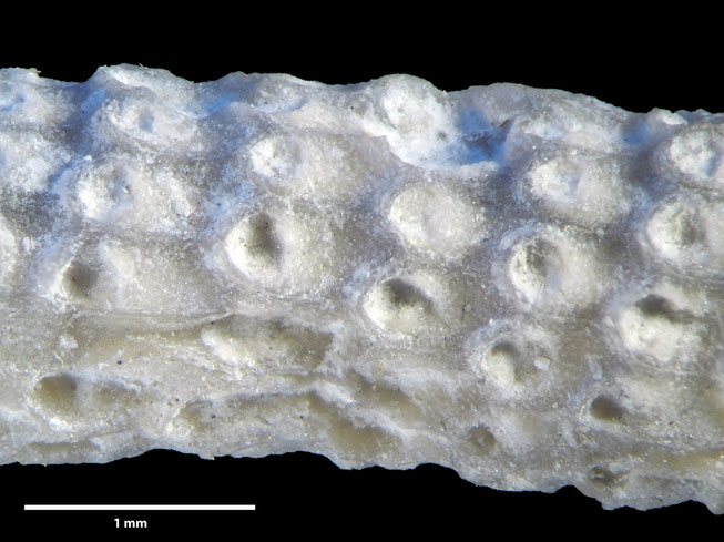 Senckenberg, Bryozoa, Bryozoen, Moostierchen, Sammlung Voigt