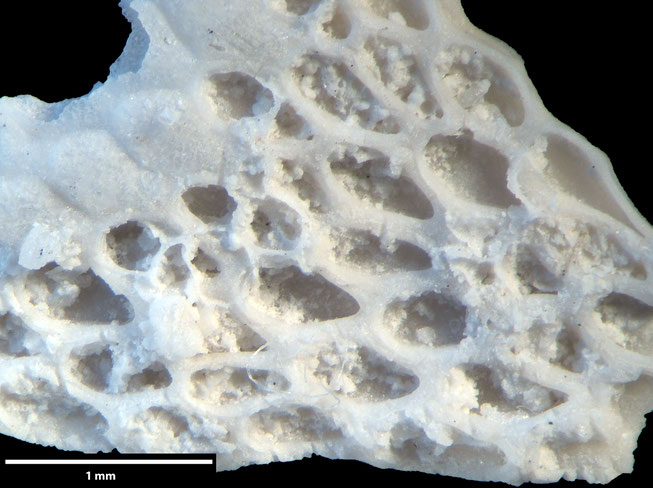 Senckenberg, Bryozoa, Bryozoen, Moostierchen, Sammlung Voigt