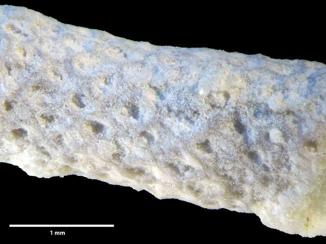 Senckenberg, Bryozoa, Bryozoen, Moostierchen, Sammlung Voigt