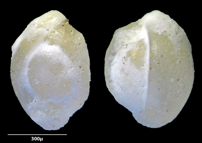 Foraminifere, Foraminifera, Bryozoa, Senckenberg, fossil, Monteccio Maggiore, Priabonium, Eozän