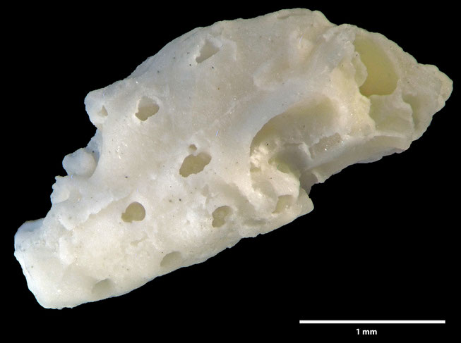 Senckenberg, Bryozoa, Bryozoen, Moostierchen, Sammlung Voigt