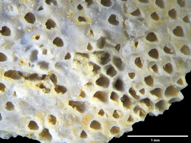 Senckenberg, Bryozoa, Bryozoen, Moostierchen, Sammlung Voigt