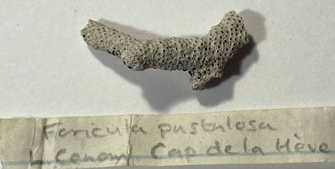 Senckenberg, Bryozoa, Bryozoen, Moostierchen, Sammlung Voigt