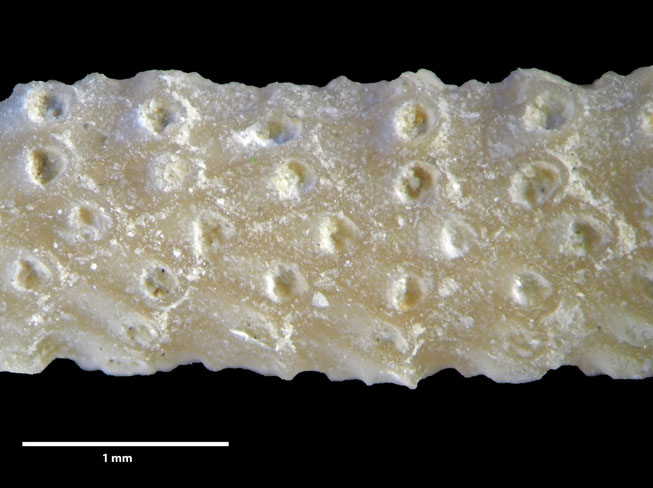 Senckenberg, Bryozoa, Bryozoen, Moostierchen, Sammlung Voigt