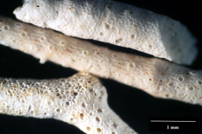 Senckenberg, Bryozoa, Bryozoen, Moostierchen, Sammlung Voigt