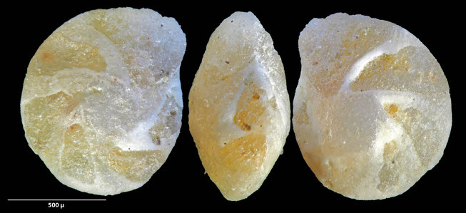 Foraminifere, Foraminifera, Bryozoa, Senckenberg, fossil, Monteccio Maggiore, Priabonium, Eozän