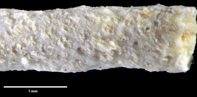 Senckenberg, Bryozoa, Bryozoen, Moostierchen, Sammlung Voigt