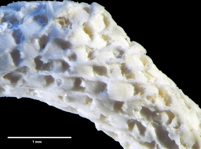 Senckenberg, Bryozoa, Bryozoen, Moostierchen, Sammlung Voigt