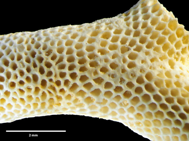 Senckenberg, Bryozoa, Bryozoen, Moostierchen, Sammlung Voigt