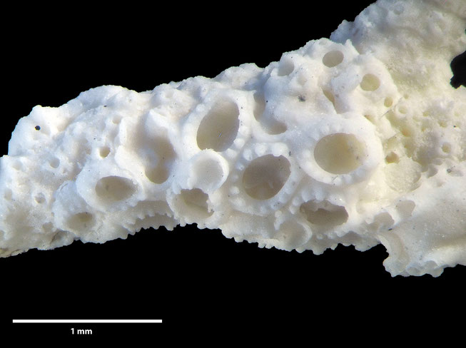 Senckenberg, Bryozoa, Bryozoen, Moostierchen, Sammlung Voigt