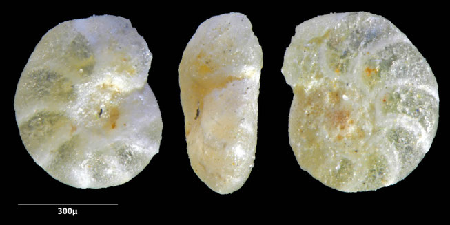 Foraminifere, Foraminifera, Bryozoa, Senckenberg, fossil, Monteccio Maggiore, Priabonium, Eozän